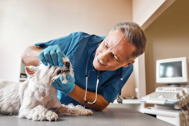 Best Emergency Treatment for Dental Infections or Abscesses in South Apopka, FL